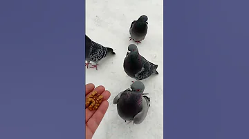 Злая ворона поймала голубя / An evil crow caught a pigeon