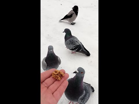 Видео: Сороки убивают голубей?