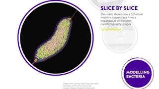 Bacterial World - The Secret Life of Bacteria