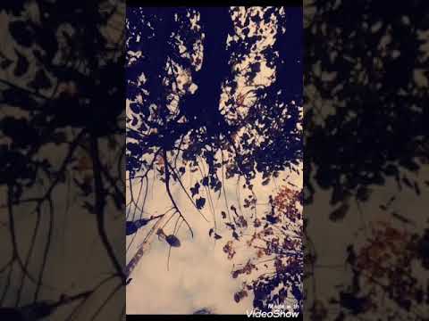 يا غصن بان يحيى علاء