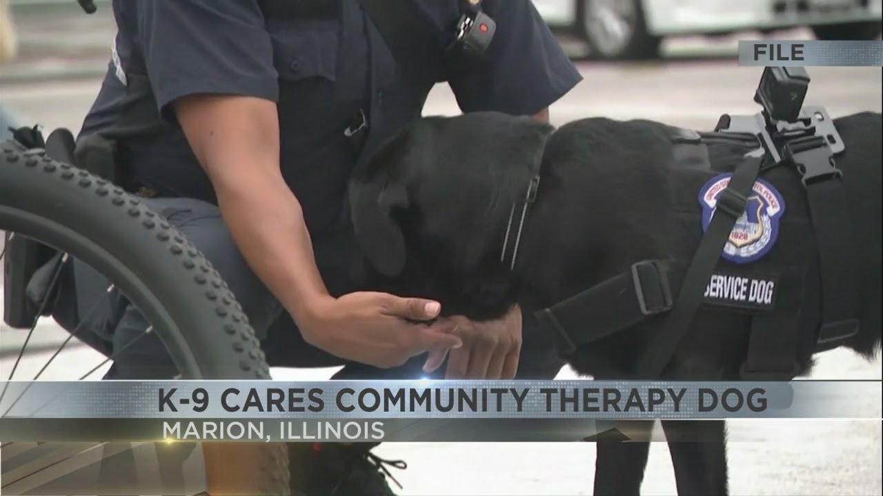 Marion Police Department's K-9 therapy dog to help victims, witnesses of traumatic incidents