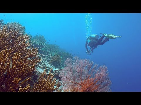Vídeo: Os Melhores Spots De Mergulho Em Bali, Pemuteran, Tulamben, Menjangan Island