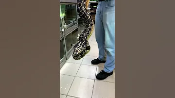 Какие бывают змеи