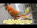 صوت عصفور الريدرام
