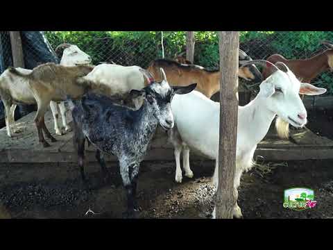 Video: ¿Las cabras comen malas hierbas?