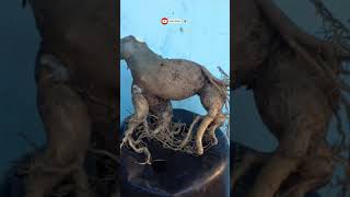 Adenium Cordex desert Rose Cordex shorts