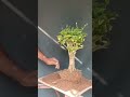Repotting a beli flowering bonsai.