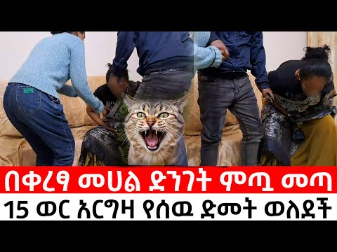 ህዝብ ሰምቶ ጉድ አለ በቀረፃ መሀል በቀረፃ መሀል ምጧ መቶ የሰዉ ድመት ወለደች