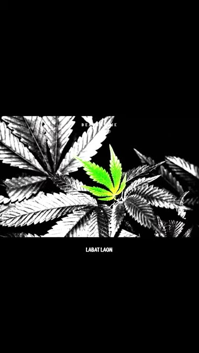STORY WA KEREN • LAGU INDO KEREN TERBARU  30 DETIK || linting daun | status wa kekinian