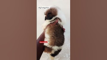 Thumbnail of సవాదీక #song #music #ytshorts #vairalshort #trendyshorts  #lowprice #topquality #dogbreed