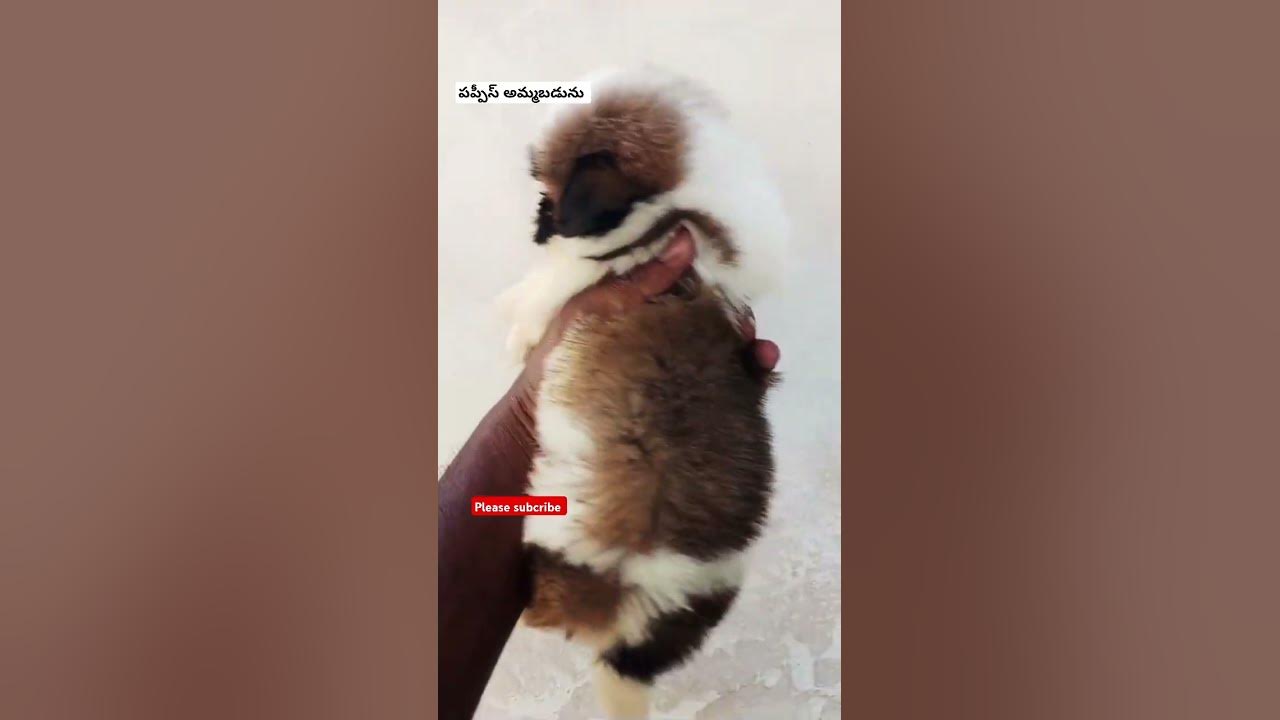 సవాదీక #song #music #ytshorts #vairalshort #trendyshorts  #lowprice #topquality #dogbreed