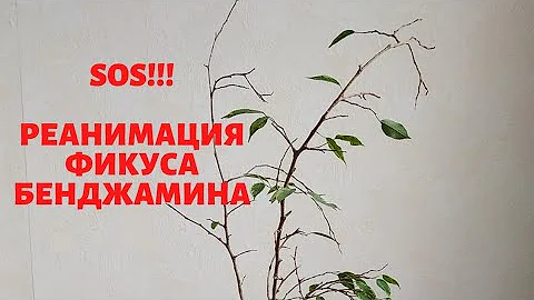 Фикус Бенджамина. Реанимация. Часть 1.
