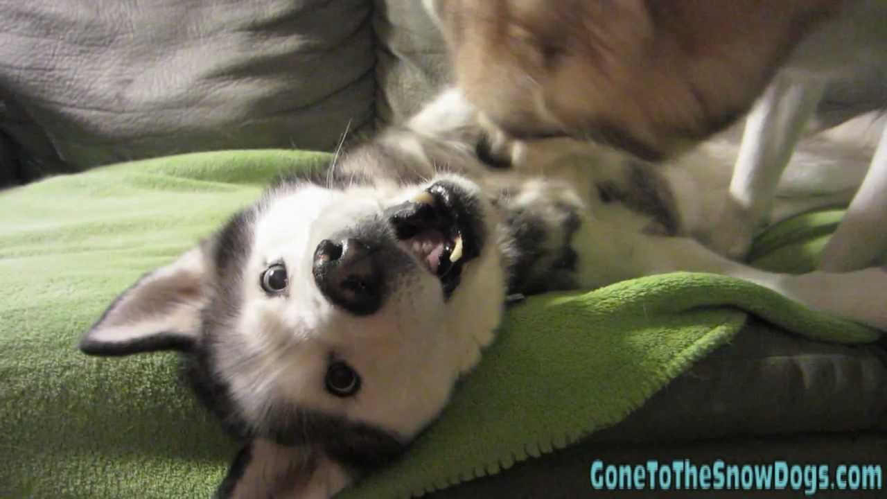 Playing Dogs On Snow. Husky Dogs Jump, Bite, Fight. Friendly Two