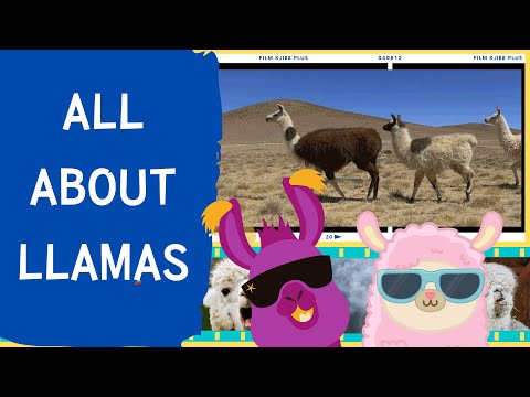 All about Llamas🦙 | Fun English Lesson for Kids🎉