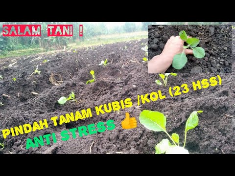 Video: Penanaman Benih Kubis Yang Kompeten