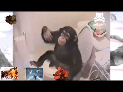 a monkey in my building