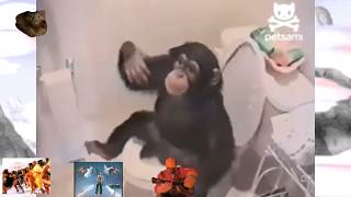a monkey in my building
