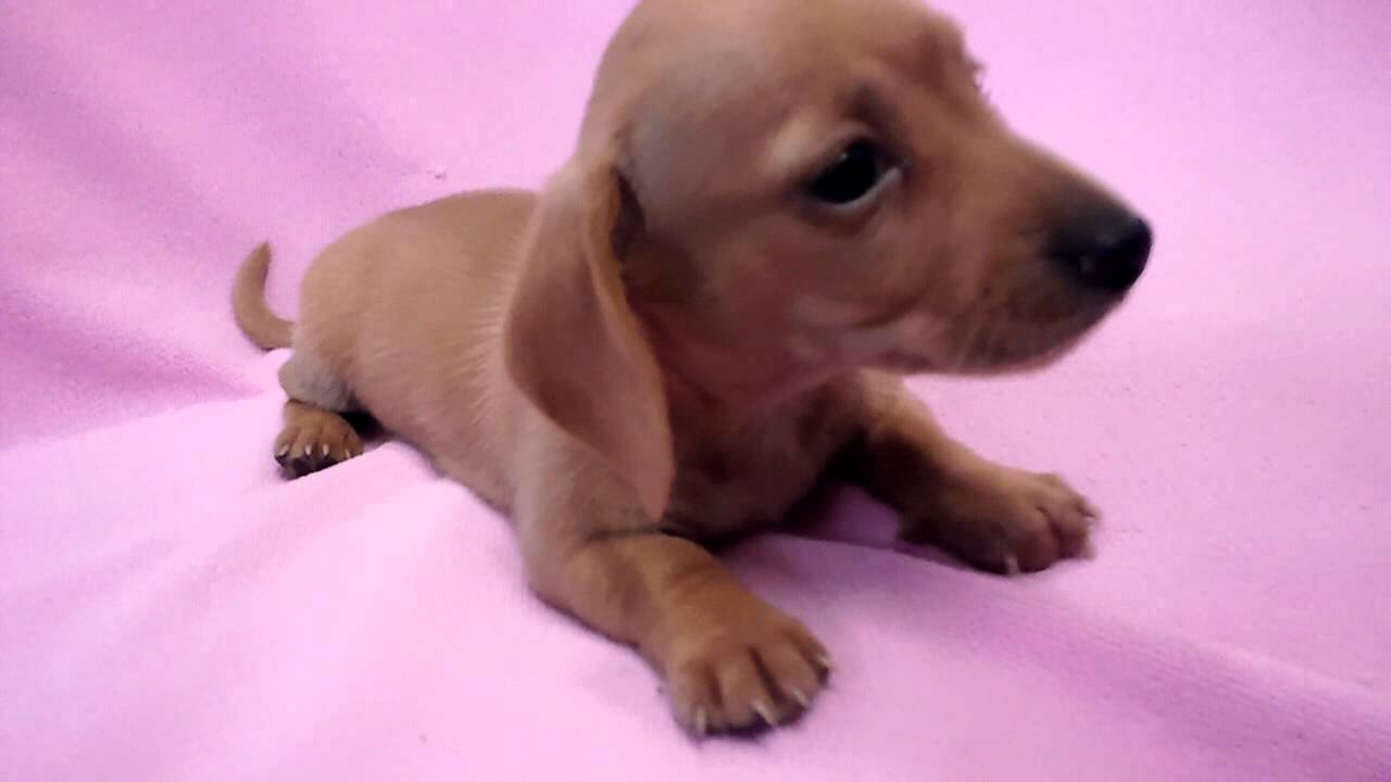 東京都 Mダックス スムース ブリーダー出産情報 クリアレッド メス Youtube