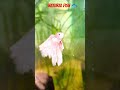 SUBSCRIBE FOR BETTA FISH 🐟✨ #fishlovers #petlovers #bettafishuae #shortsfeed #shortvideo #viralvideo