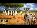 Animals of africa 4k  discovery relaxation film with soothing relaxing piano music