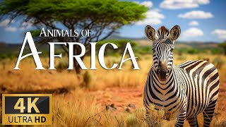 Animals of Africa 4K 🐘 Discovery Relaxation Film with Soothing Relaxing Piano Music