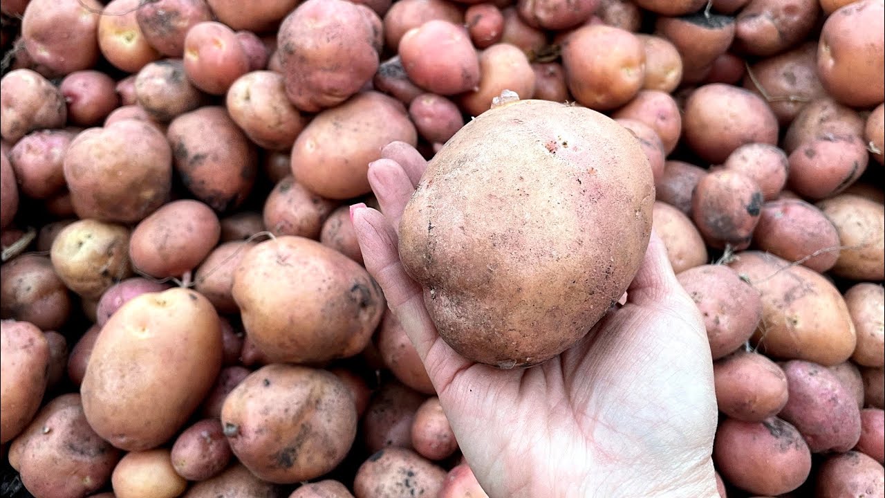 Упаковка препарата Фитоспорин-М