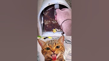 Give this video a title (wrong answers only) #cat #meme #dance