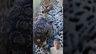 moment leopard memangsa kura kura 😲 #animals #wildlife #fypシ #shorts #funny