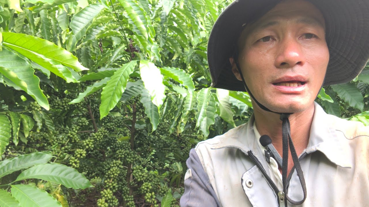 Cần bổ sung phân bón kịp thời giúp cây ra hoa đồng loạt sâu thu hoạch