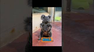 How long do koalas stay clinging to their mothers #animals #animals #healing
