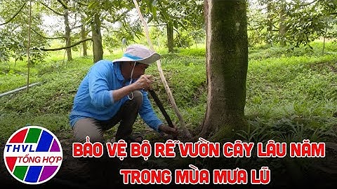 Bạn nhà nông - Kỳ 219: Bảo vệ bộ rễ vườn cây lâu năm trong mùa mưa lũ