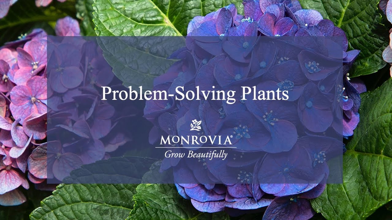 Monrovia Problem Solving Plants YouTube