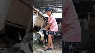 Download Lagu Domba Garut Istimewa 🔥 #dombagarut #dombagarutkontes #domba #dombaqurban #dombagaruttangkas MP3 Download Lagu Domba Garut Istimewa 🔥 #dombagarut #dombagarutkontes #domba #dombaqurban #dombagaruttangkas MP3