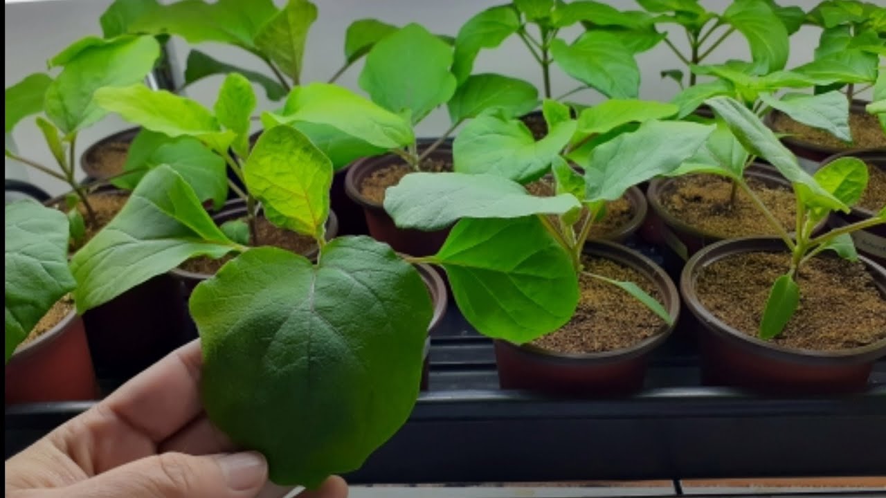 when-what-how-to-fertilize-seedling-indoor-youtube