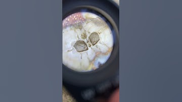 Product Focus Loupe Magnifier with LED & UV 15x21