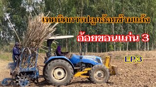 ปลูกอ้อยขอนแก่น 3 เทคนิคการปลูกอ้อยข้ามแล้ง EP.3 |ไร่เติมสุข