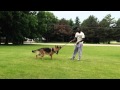 Tugging with Human Aggressive German Shepard | Majors Academy Dog Training and Rehabilitation Tugging with Human Aggressive German Shepard | Majors Academy Dog Training and Rehabilitation