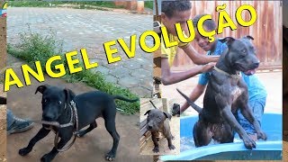 Bora Brasil - Crescimento Da Pitbull Angel Nascida Em 16102017