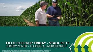 Field Checkup Friday - Stalk Rots