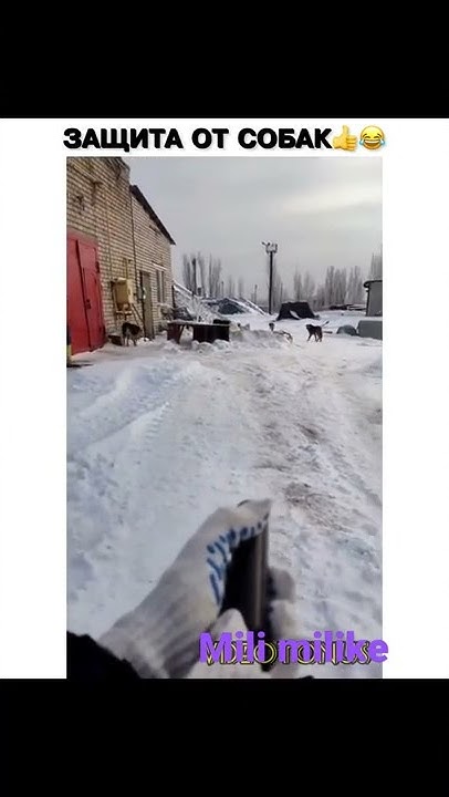 шокер для улични собак 👍 - YouTube