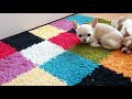 DIY: как сшить полотенце-халатик для собачки своими руками))🐶