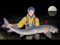 Solo night fishing for giant sturgeon biggest fish of my life