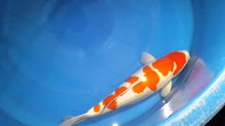 A Hoshikin Tategoi Kohaku 54cm Nisai B