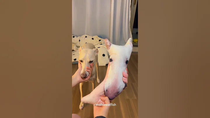 Watch the video about Toy pillow #cat #catsoftiktok #catlover #funny #funnyvideos #foryou #fypツ #funnytiktok #cats