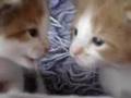 Kittens Talking Kittens Talking