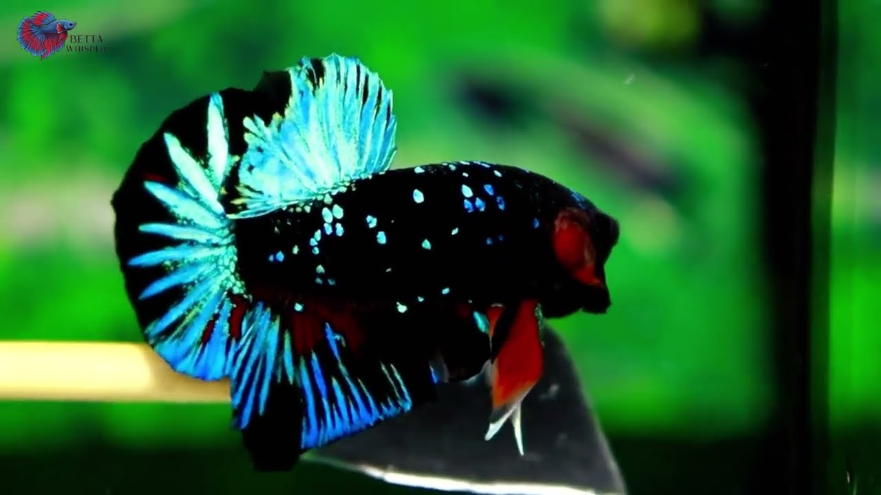Avatar Betta Fish: The King of the Jungle 4K