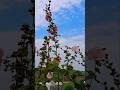 holy hawk flowers #seed collection #ytshorts #shorts  #flowers #gardening  @Sangisgarden