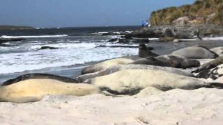the falkland islands
