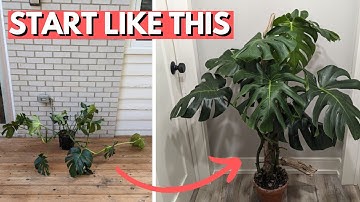How to grow the BEST Monstera