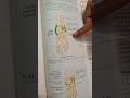 #ankleinjury #sprain #anatomy #orthoped #neet #biology #gym